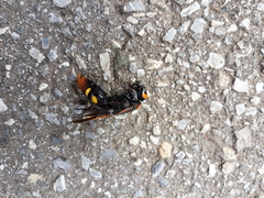 Megascolia maculata maculata