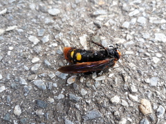 Megascolia maculata maculata