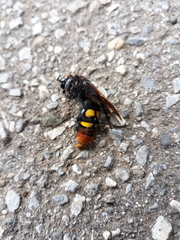 Megascolia maculata maculata