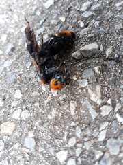 Megascolia maculata maculata