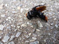 Megascolia maculata maculata