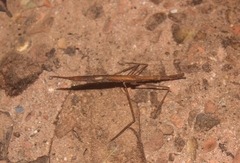 Ranatrinae