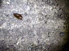 Cybister tripunctatus