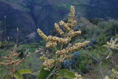 Lepechinia scobina