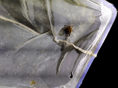 Cybister tripunctatus