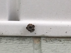 Mischocyttarus mexicanus