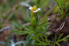 Tagetes filifolia