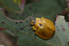 Paropsis augusta