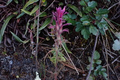 Castilleja vadosa