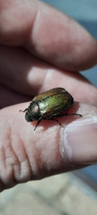 Anomala dubia