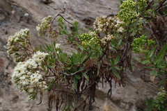 Ophryosporus peruvianus