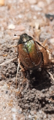 Anomala dubia