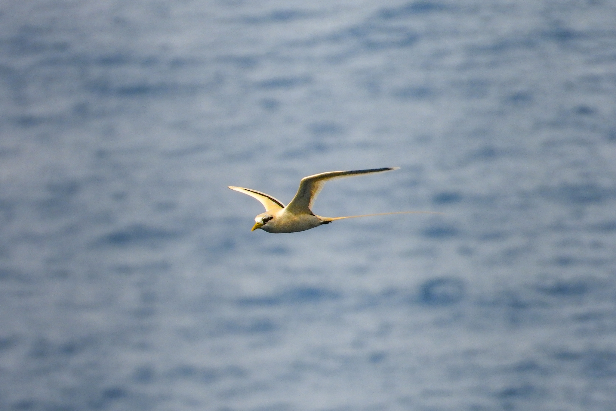 White-tailed Tropicbird (Phaethon lepturus)