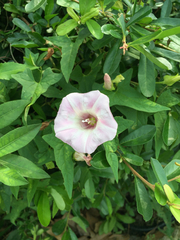 Calystegia hederacea