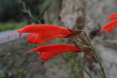 Salvia oppositiflora