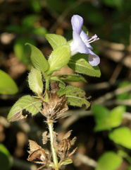Barleria gueinzii
