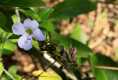 Barleria gueinzii