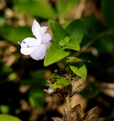 Barleria gueinzii