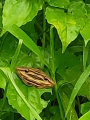 Spirama retorta