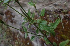 Salvia oppositiflora