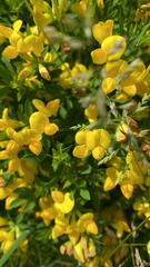 Lotus corniculatus