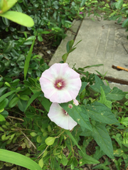 Calystegia hederacea