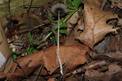 Phlyctidosporae
