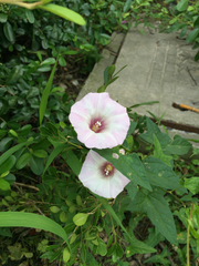 Calystegia hederacea
