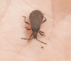 Ceraleptus