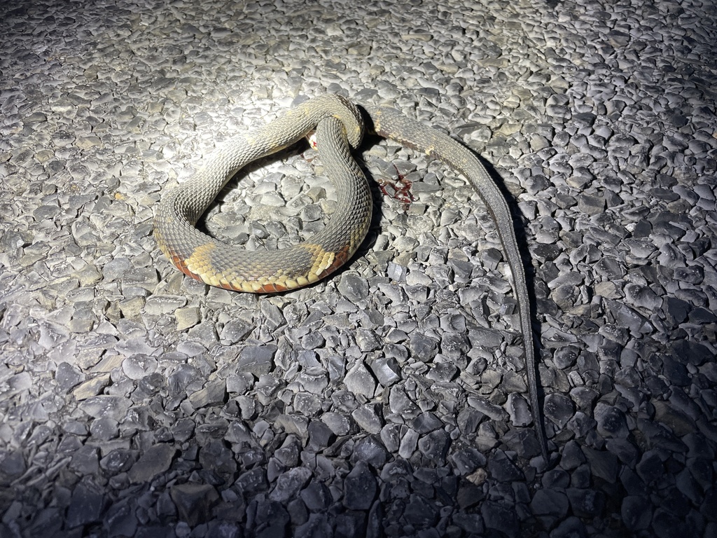 Broad-banded Watersnake in May 2022 by evangrimes. DOR · iNaturalist