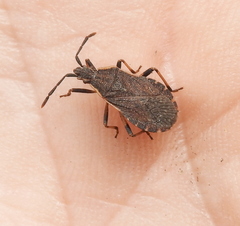 Ceraleptus