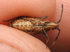 Ceraleptus