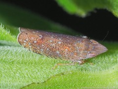 Scaphytopius acutus