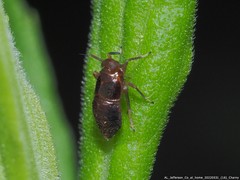 Pissonotus marginatus