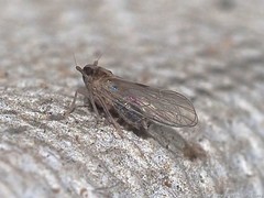 Muellerianella laminalis