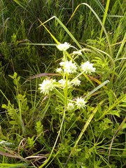 Hyptis alata