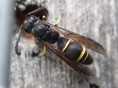 Ancistrocerus trifasciatus