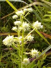 Hyptis alata