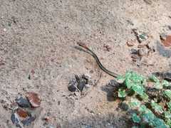 Chironius flavolineatus