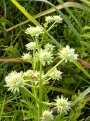 Hyptis alata