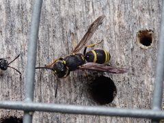 Ancistrocerus trifasciatus
