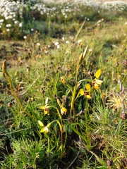 Diuris septentrionalis