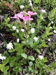 Phlox adsurgens