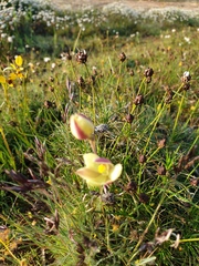 Diuris septentrionalis