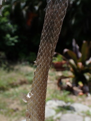 Coluber constrictor priapus
