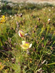 Diuris septentrionalis