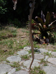 Coluber constrictor priapus