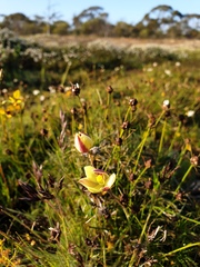 Diuris septentrionalis