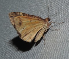 Chrysolarentia vicissata