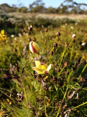 Diuris septentrionalis